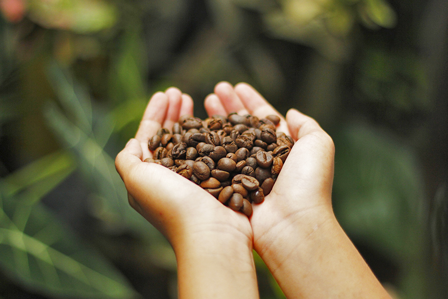 oleh oleh khas malang - Kopi robusta Dampit Malang