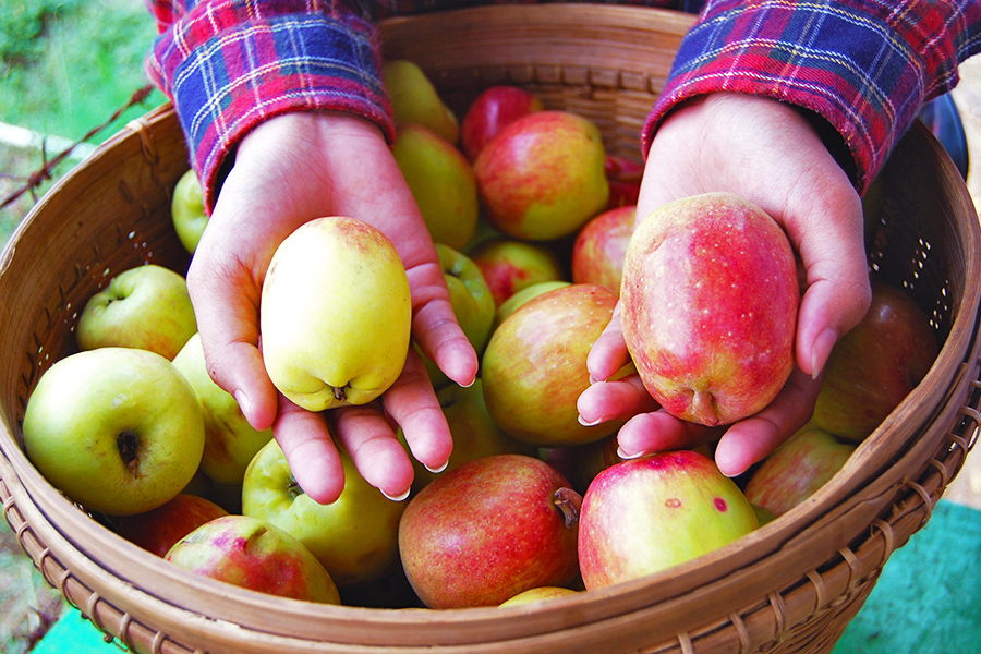 oleh oleh khas malang - Buah Apel