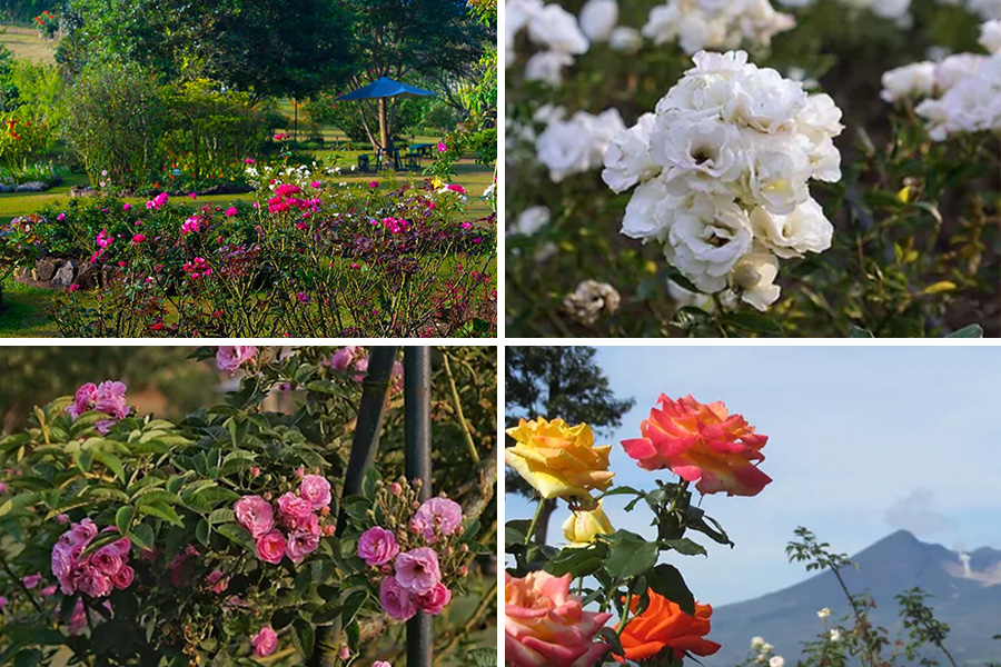 Situhapa Rose Garden