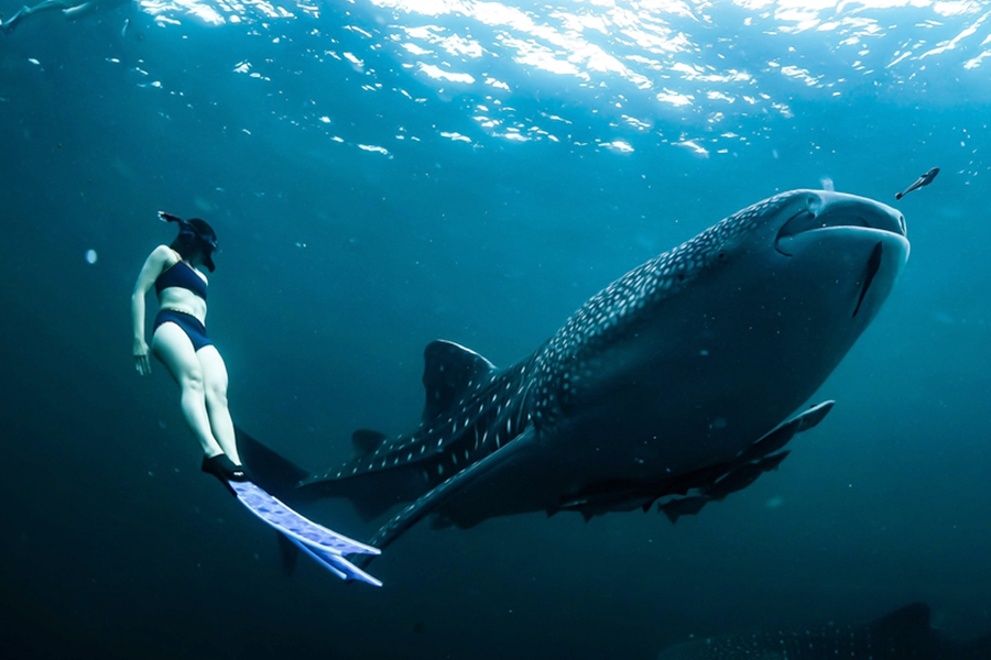 whale shark talisayang