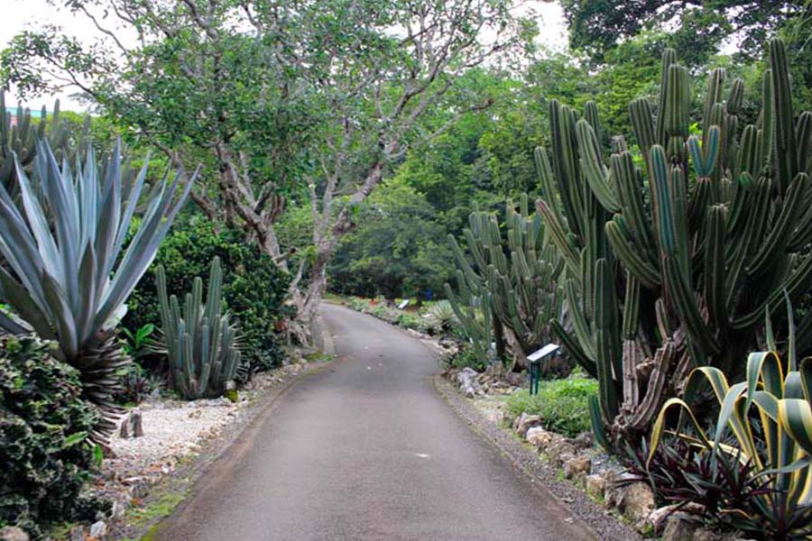 Mexico Garden