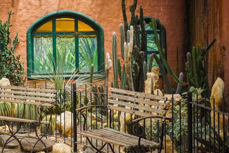 Mexico Garden