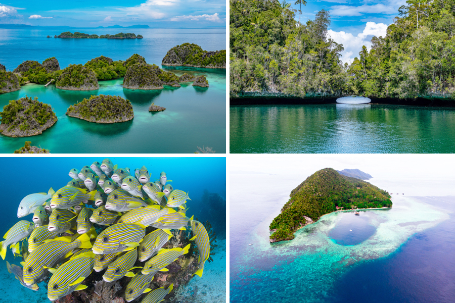 snorkeling in raja ampat
