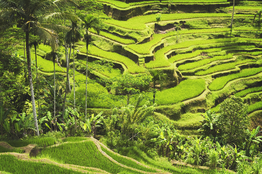 tegallang rice terrace