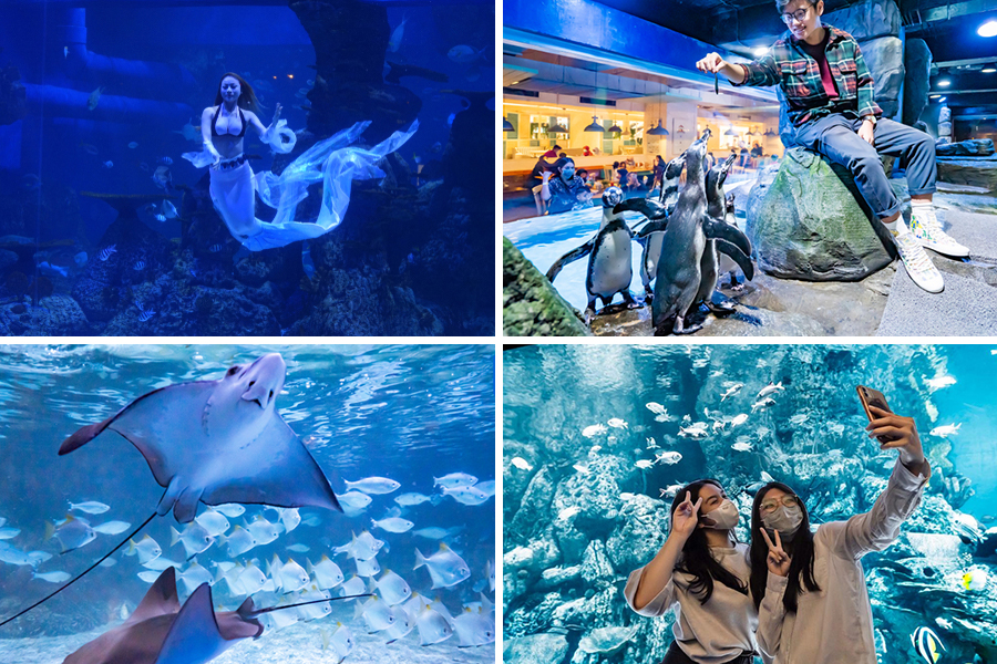 Jakarta Aquarium and Safari
