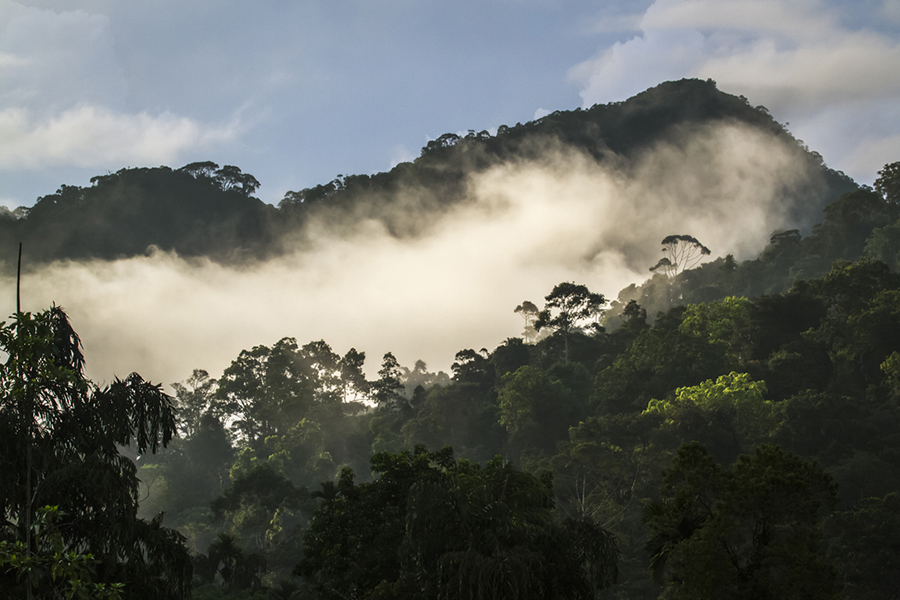 holiday in sri lanka - sinharaja forest reserve