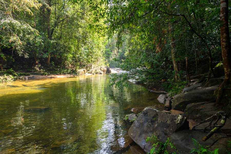holiday in sri lanka - sinharaja forest reserve