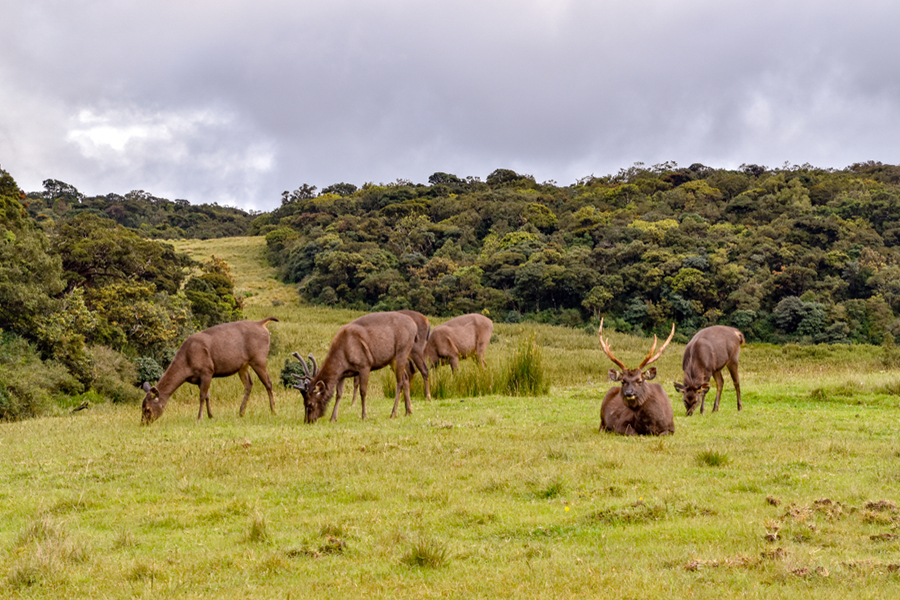 holiday in sri lanka - horton plains natural park