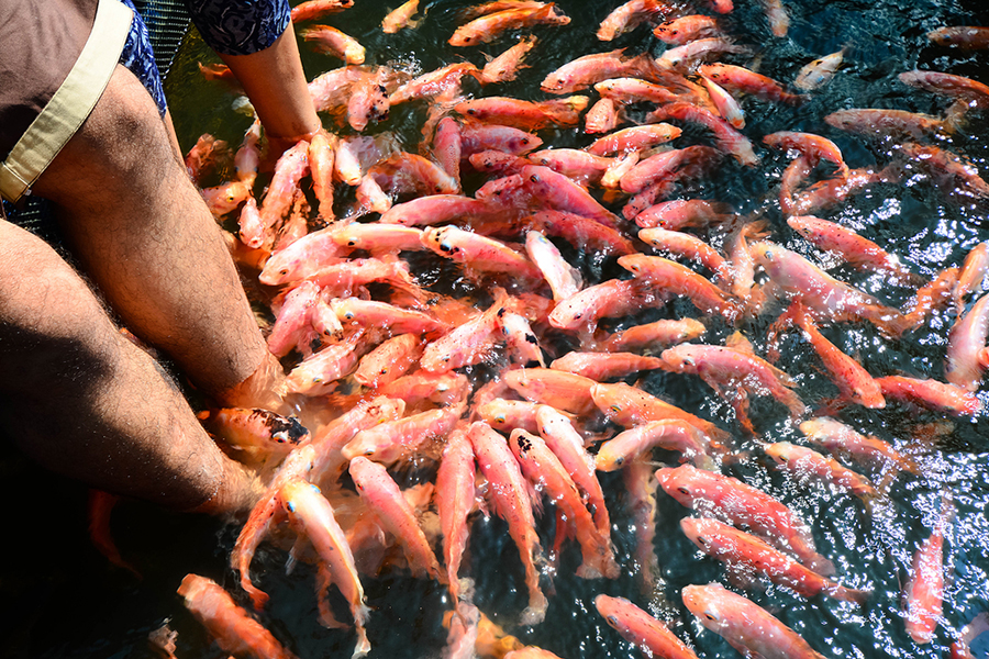 holiday in sri lanka - madu ganga fish therapy
