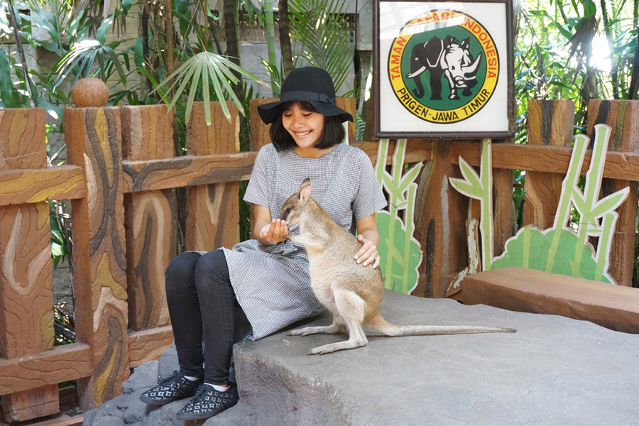 Unique Activities in East Java - taman safari prigen