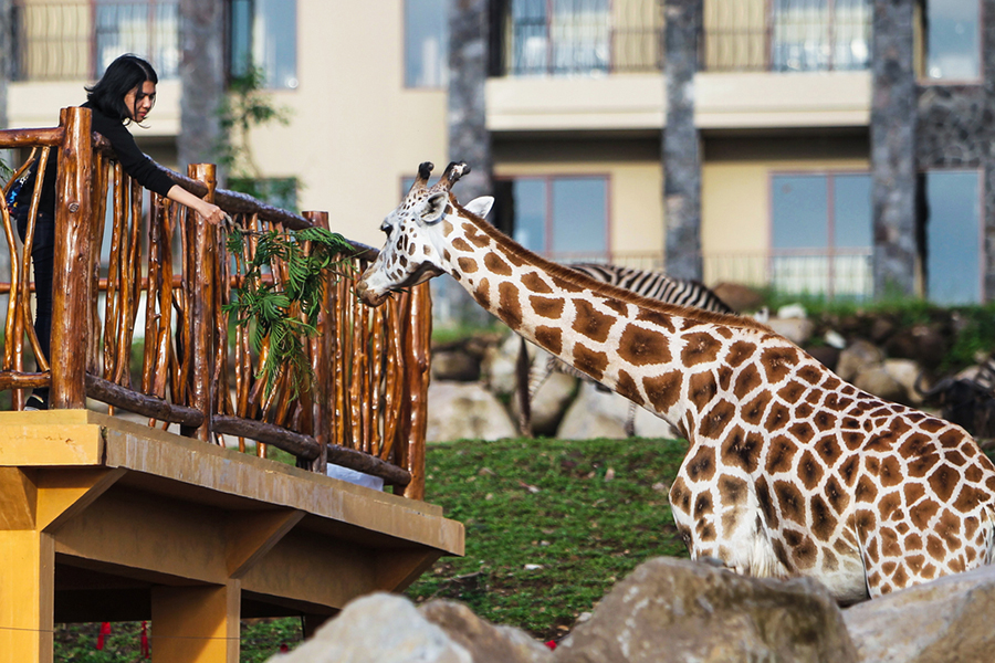 Unique Activities in East Java - taman safari prigen