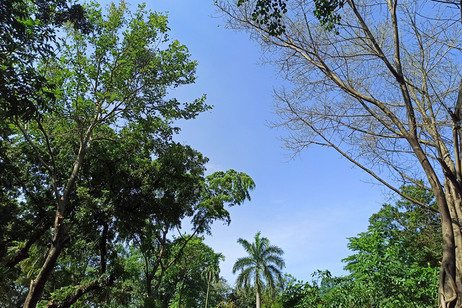 hutan tebet park