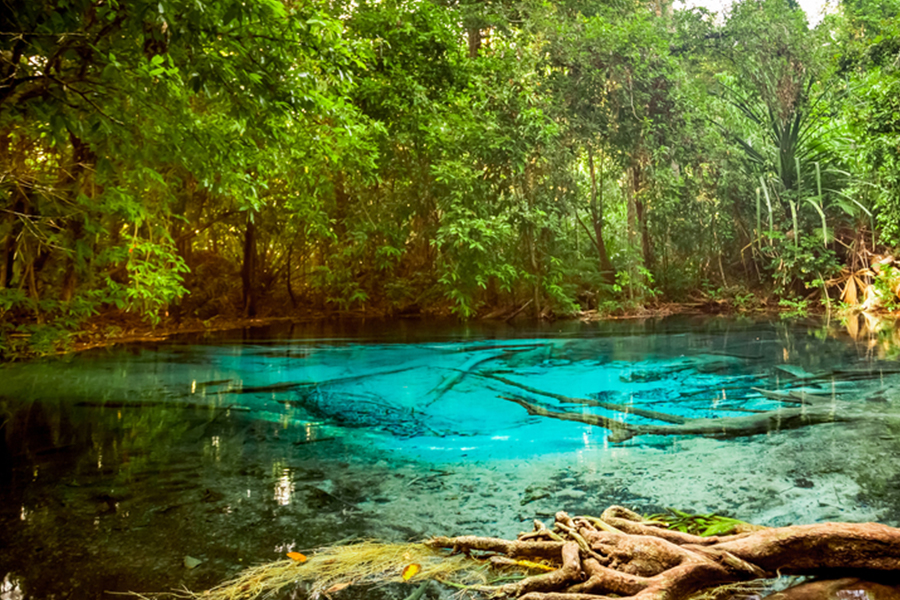 Thung Teao Forest Natural Park