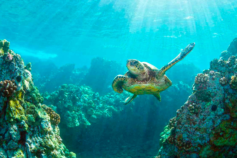 glass-bottom bali
