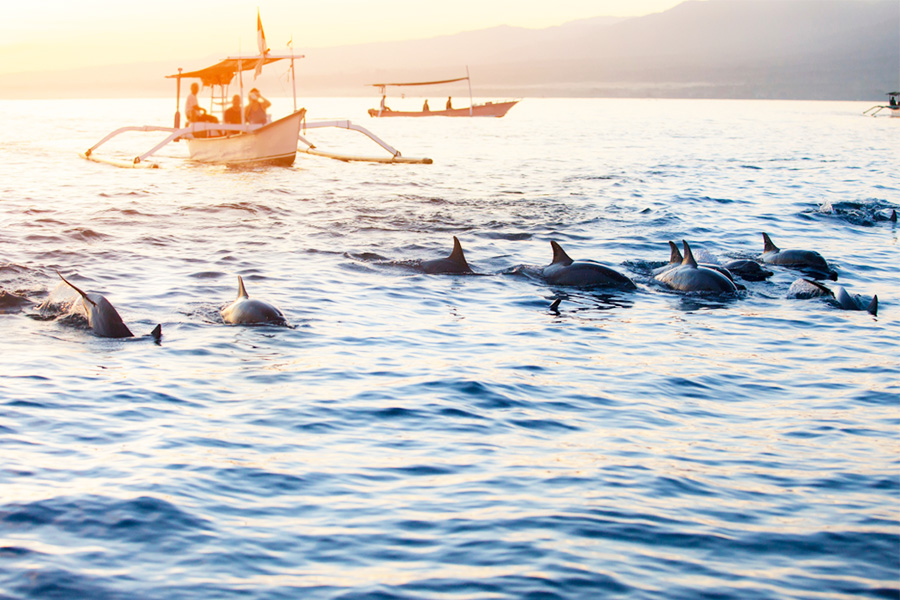 dolphin tour lovina beach