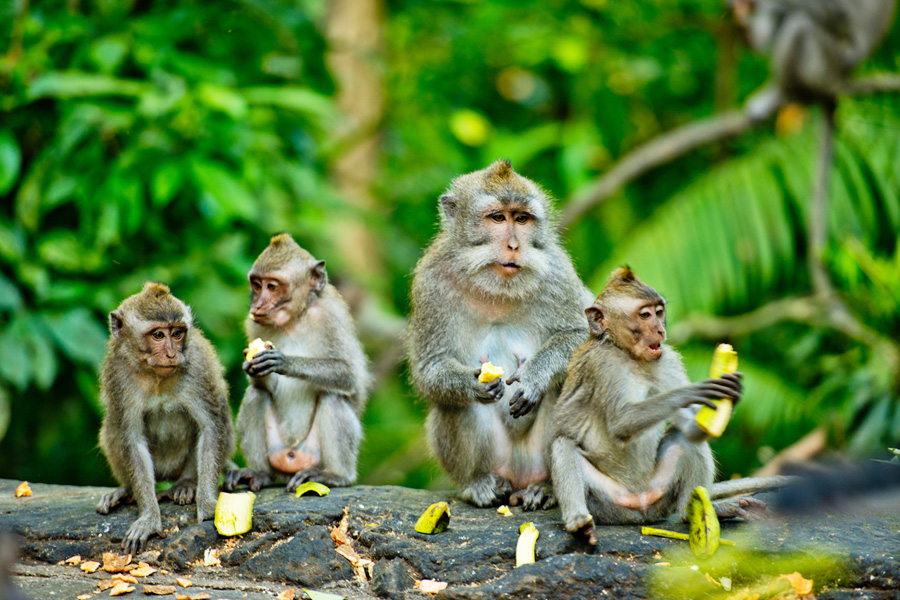 ubud monkey forest