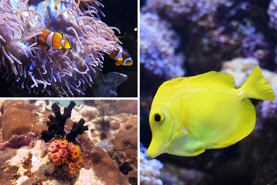 Underwater World Langkawi, Langkawi Island Itinerary 