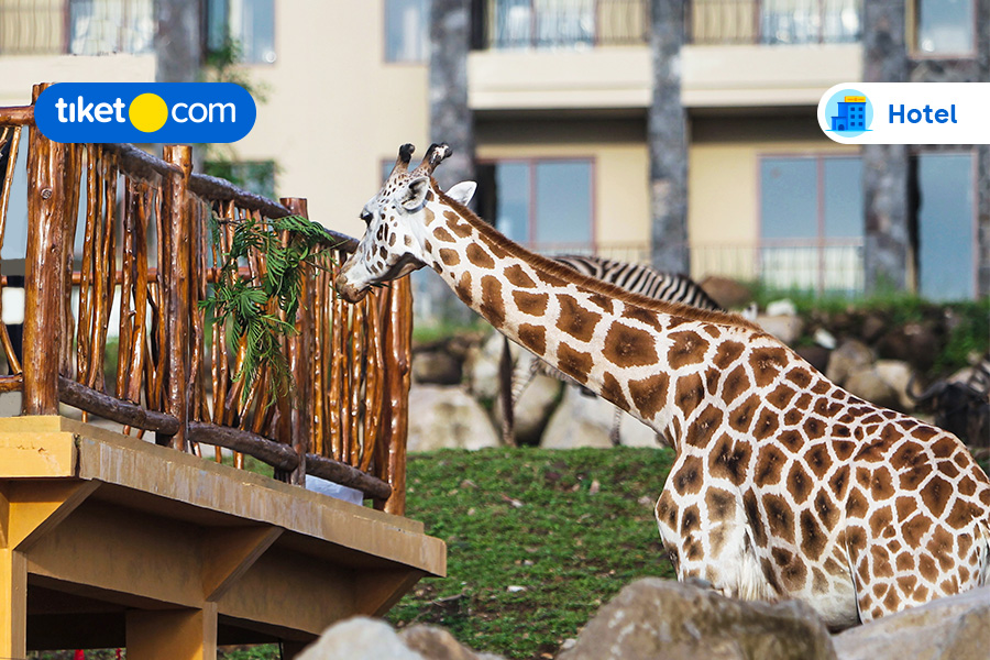 14 Hotel Dekat Taman Safari Prigen, Ketemu Satwa Lucu Jadi Makin Mudah!