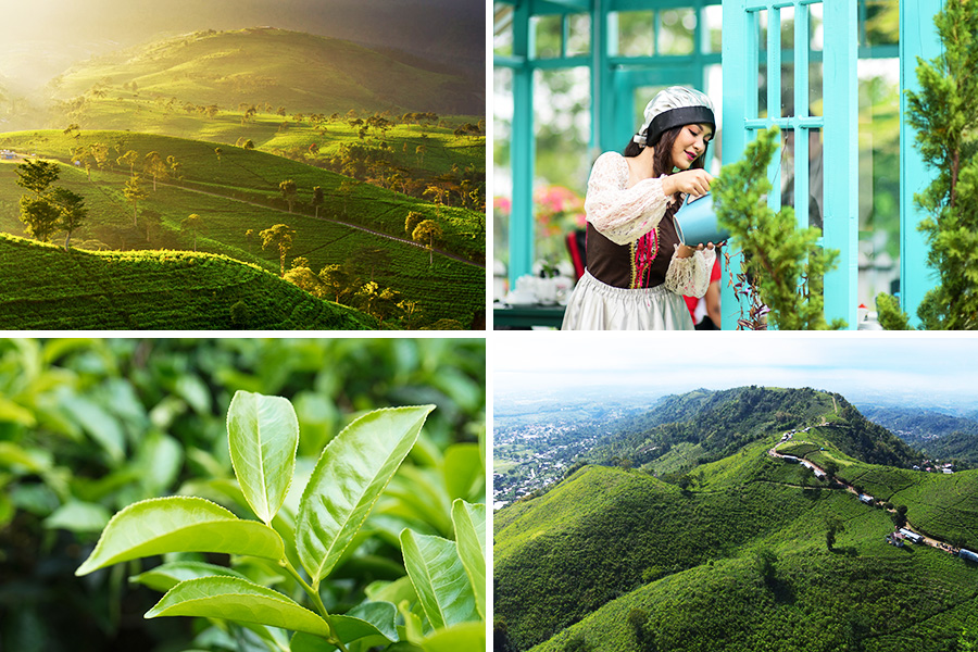 wisata di tawangmangu - Kebun Teh Kemuning