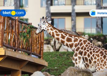 Hotels Near Taman Safari Prigen