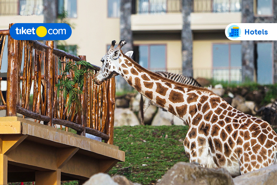 7 Hotels Near Taman Safari Prigen, Let’s Meet Cute Animals!