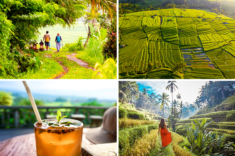 tempat healing di bali - Jatiluwih Rice Terrace 
