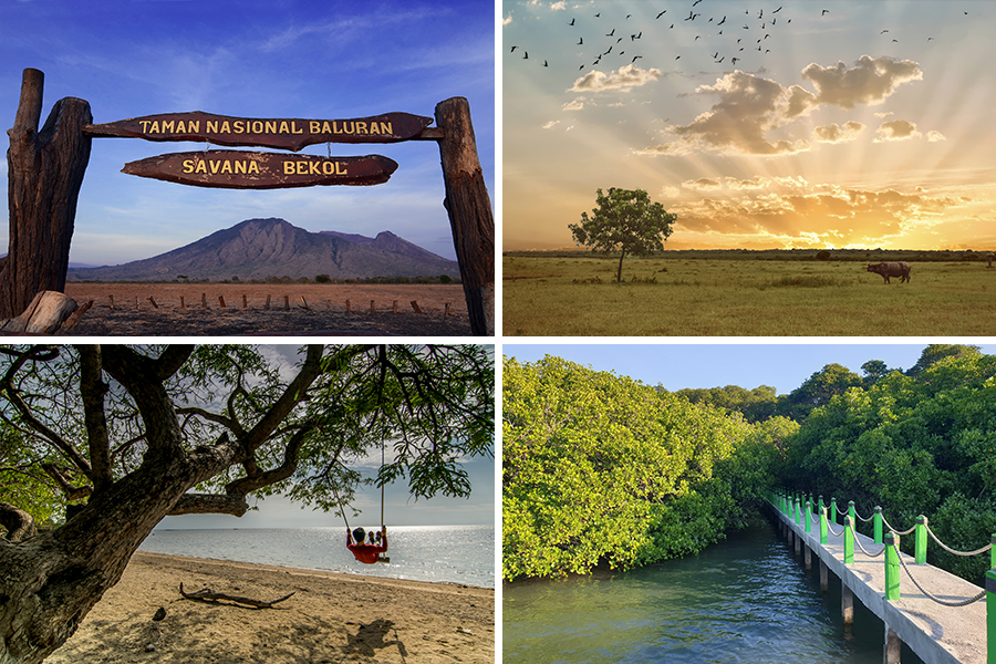 wisata banyuwangi - Taman Nasional Baluran