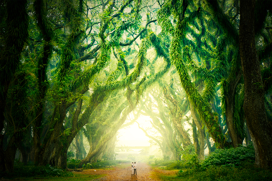 wisata banyuwangi - De Djawatan