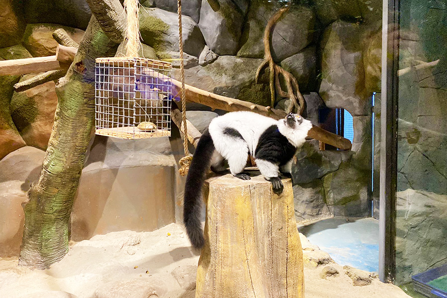 black and white Lemur