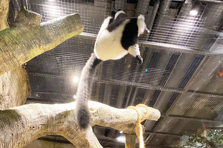 Black & White Lemur Agility