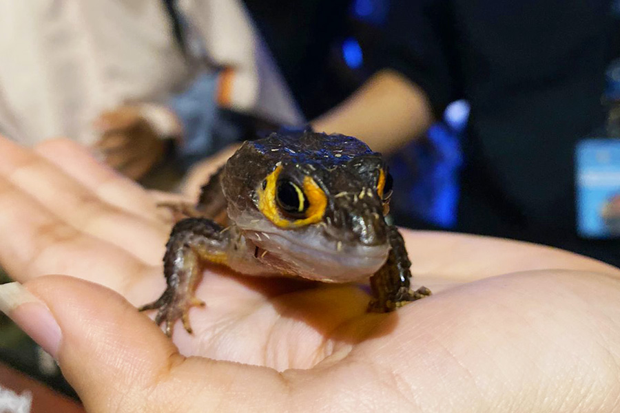 “How to Train Your Dragon” Lizards