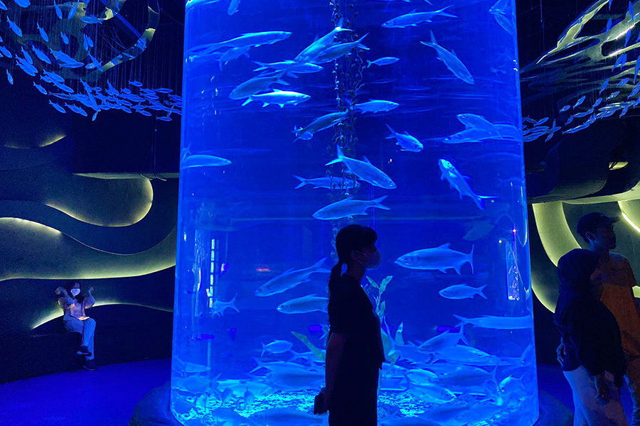 Acrylic Walkaway at Jakarta Aquarium & Safari, fun things to do at mall