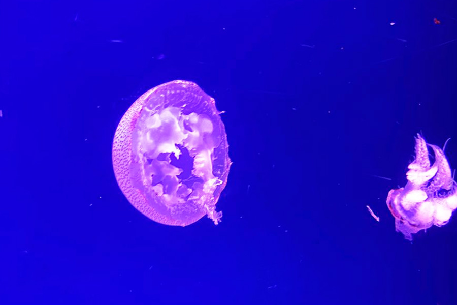 Jellyfish
