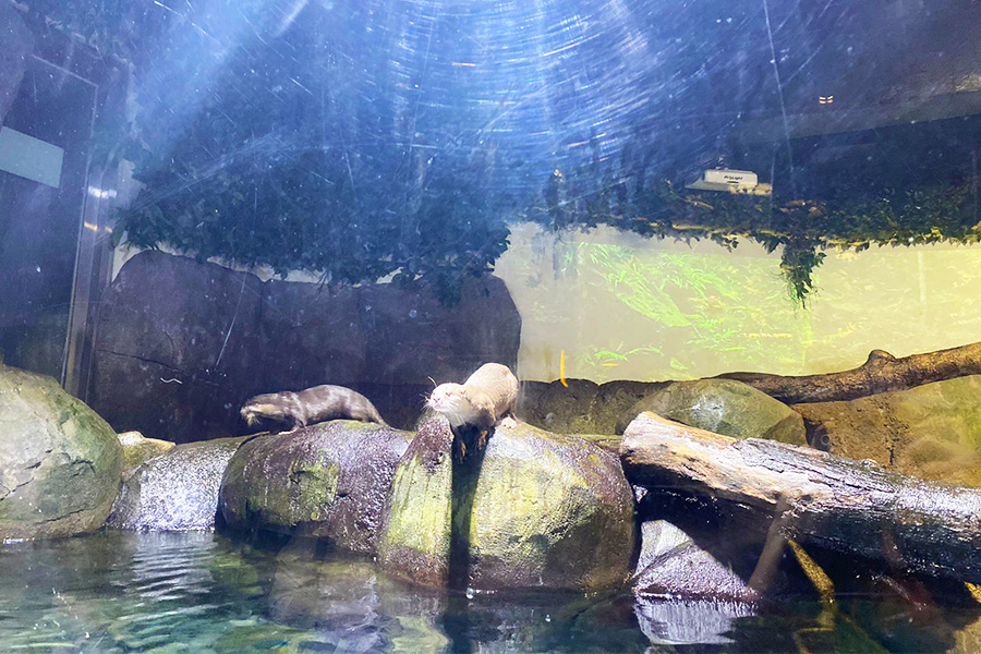 Otter at Jakarta Aquarium & Safari