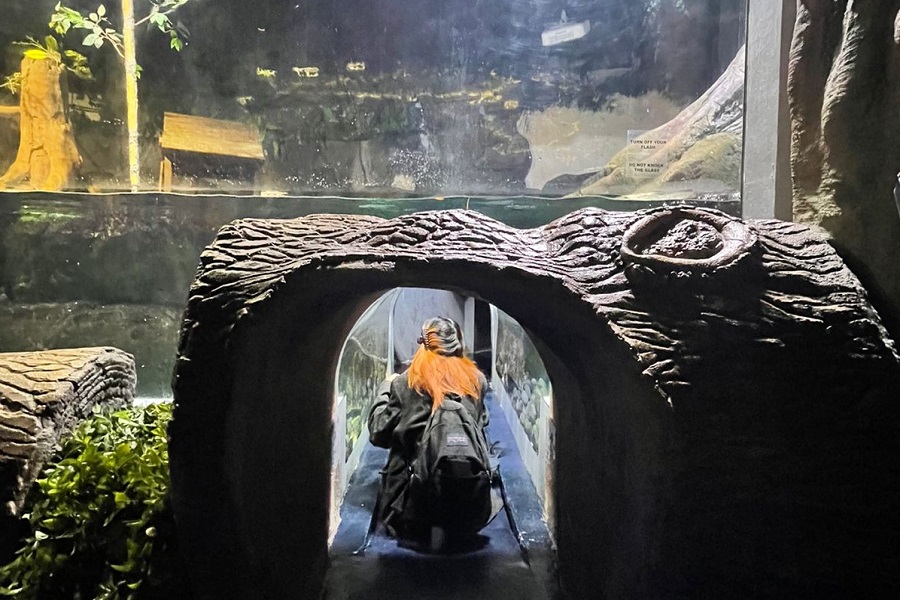 A Visitor Enters the Otter Tunnel