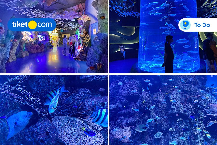 Jakarta Aquarium & Safari, Wisata Edukasi Menyenangkan di Dalam Mall