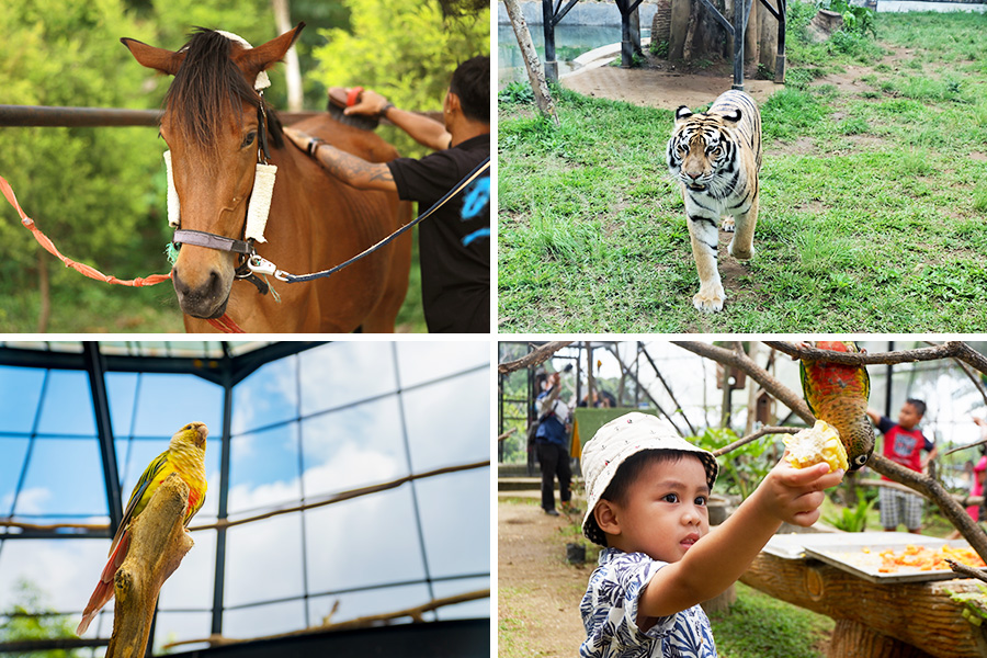 Lembang Park Zoo - memberi makan satwa