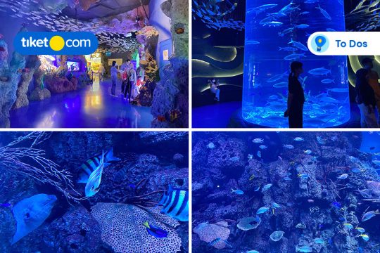 Exploring Jakarta Aquarium & Safari on your holiday
