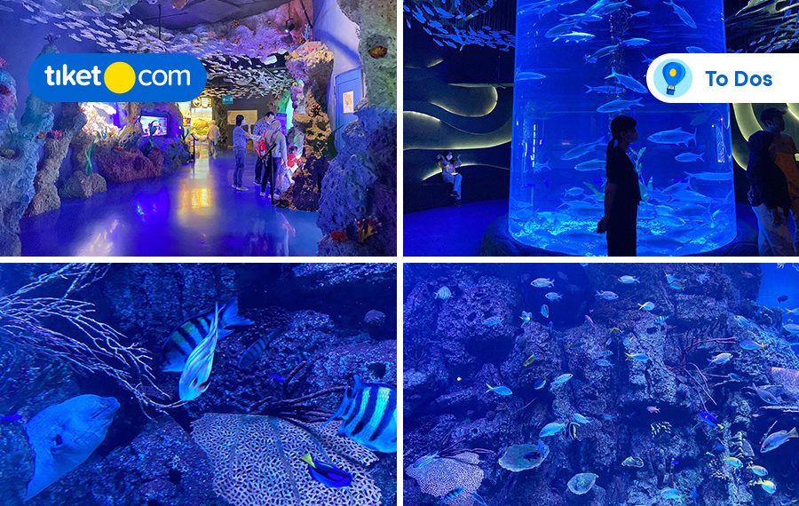 Exploring Jakarta Aquarium & Safari on your holiday