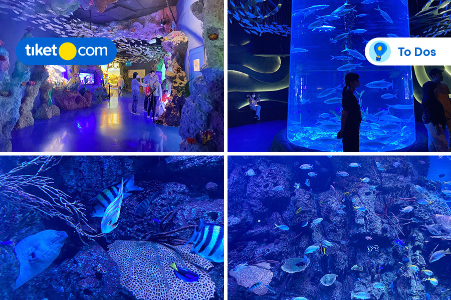 Meet Over 3,500 Species of Animals in Jakarta Aquarium & Safari!