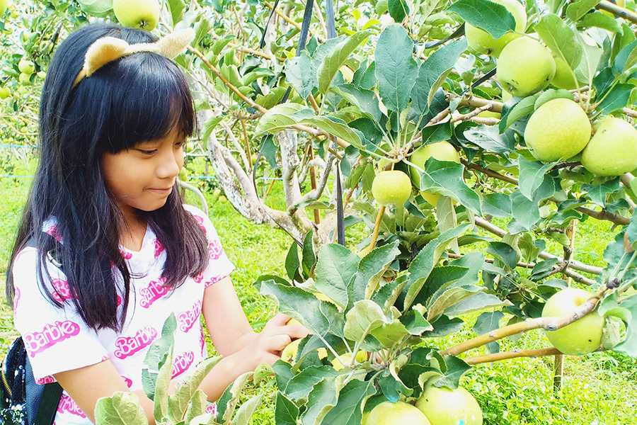 wisata petik apel malang