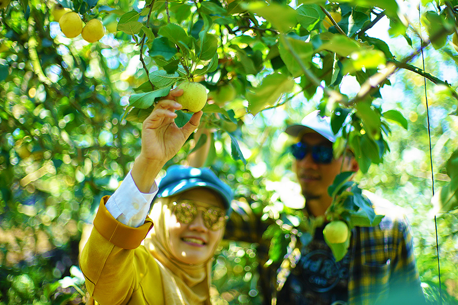 wisata petik apel malang