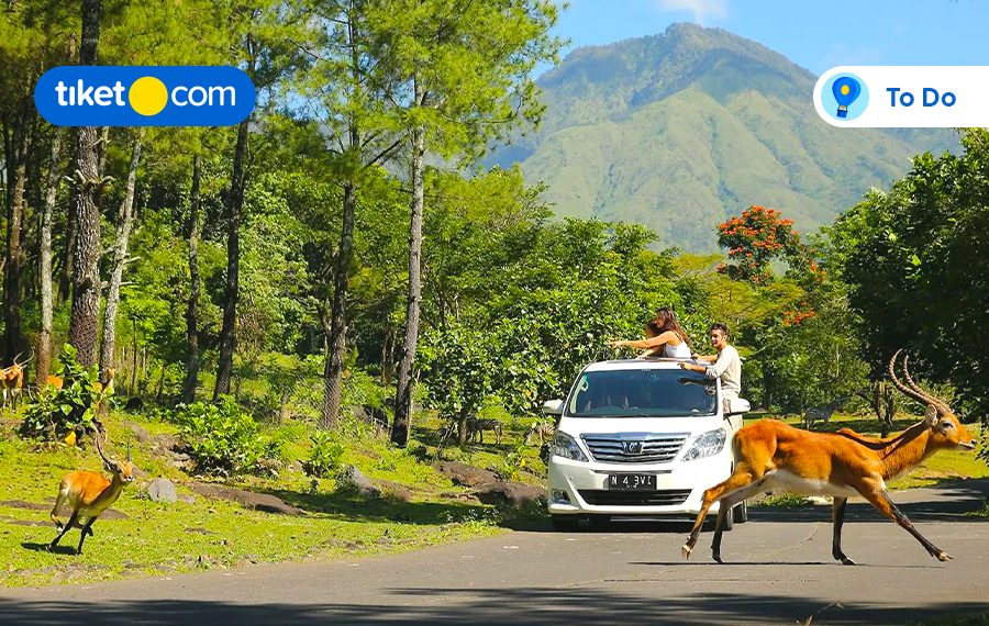 Taman Safari Indonesia II Jatim
