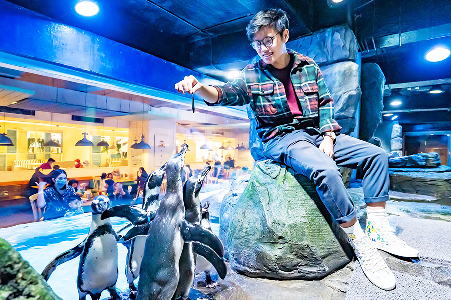 feeding the penguin