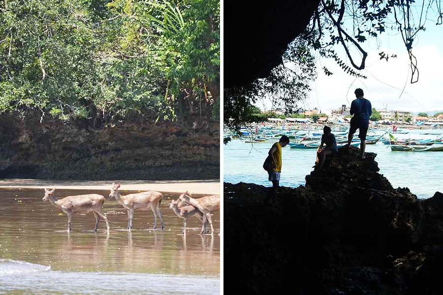 Mengunjungi cagar alam di pantai timur pangandaran