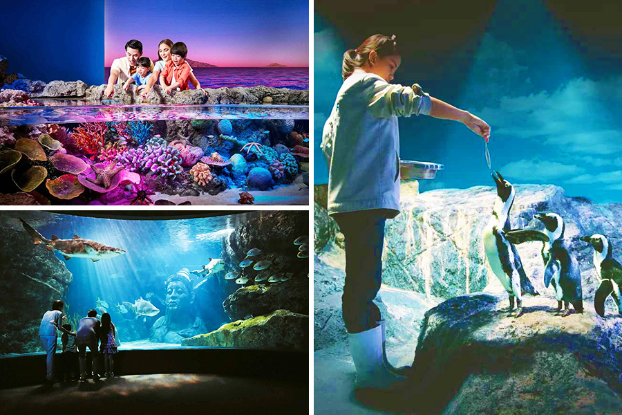 aktivitas seru di SEA LIFE Bangkok Ocean World Ticket
