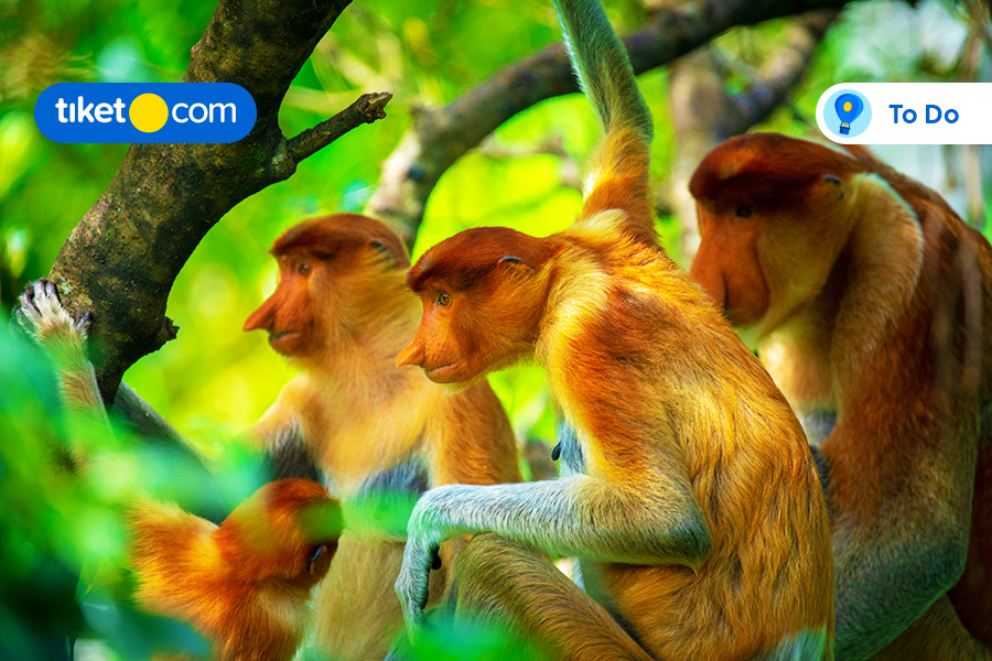 Ragunan Zoo, Destinasi Liburan Keluarga Bertemu Satwa Jadi Makin Gembira!