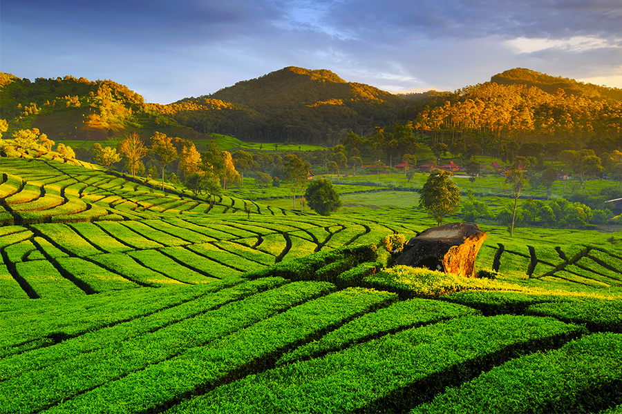 wisata kebun teh - kebun teh rancabali lembang