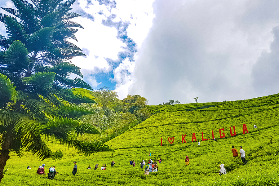 wisata kebun teh - kebun teh kaligua brebes