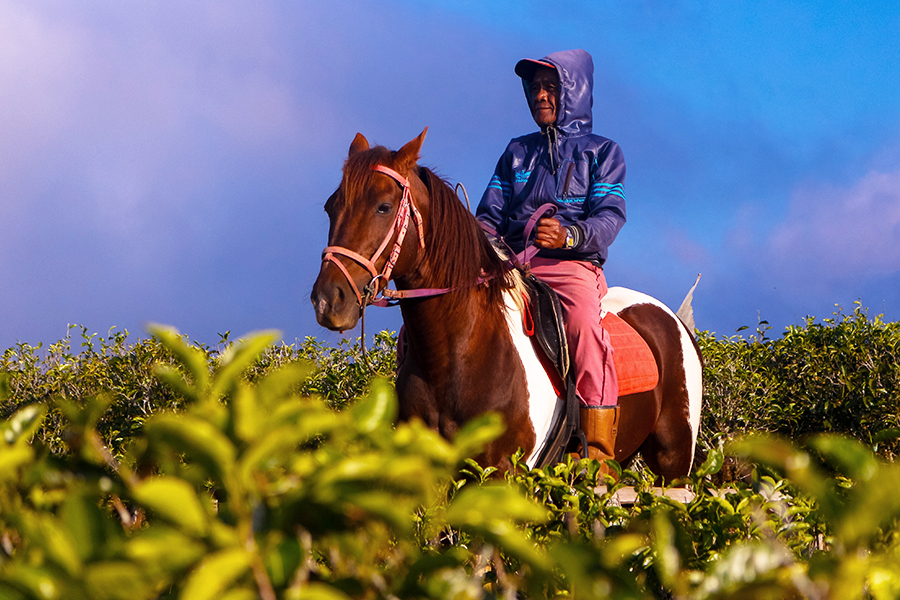wisata kebun teh - kebu teh malino highland sulawesi
